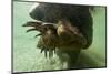 Brown Bear, Katmai National Park, Alaska-Paul Souders-Mounted Photographic Print