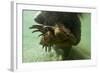 Brown Bear, Katmai National Park, Alaska-Paul Souders-Framed Photographic Print