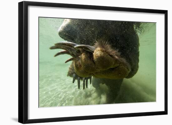 Brown Bear, Katmai National Park, Alaska-Paul Souders-Framed Photographic Print