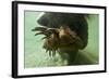 Brown Bear, Katmai National Park, Alaska-Paul Souders-Framed Photographic Print