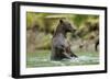 Brown Bear, Katmai National Park, Alaska-Paul Souders-Framed Photographic Print