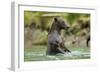 Brown Bear, Katmai National Park, Alaska-Paul Souders-Framed Photographic Print