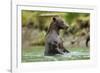 Brown Bear, Katmai National Park, Alaska-Paul Souders-Framed Photographic Print