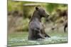 Brown Bear, Katmai National Park, Alaska-Paul Souders-Mounted Photographic Print