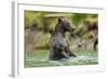 Brown Bear, Katmai National Park, Alaska-Paul Souders-Framed Photographic Print