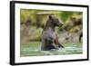 Brown Bear, Katmai National Park, Alaska-Paul Souders-Framed Photographic Print