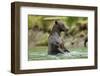 Brown Bear, Katmai National Park, Alaska-Paul Souders-Framed Photographic Print