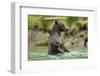 Brown Bear, Katmai National Park, Alaska-Paul Souders-Framed Photographic Print