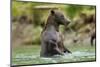 Brown Bear, Katmai National Park, Alaska-Paul Souders-Mounted Photographic Print