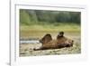 Brown Bear, Katmai National Park, Alaska-Paul Souders-Framed Photographic Print