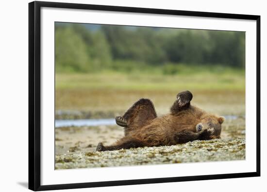 Brown Bear, Katmai National Park, Alaska-Paul Souders-Framed Photographic Print