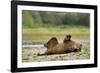 Brown Bear, Katmai National Park, Alaska-Paul Souders-Framed Photographic Print