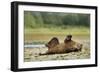 Brown Bear, Katmai National Park, Alaska-Paul Souders-Framed Photographic Print