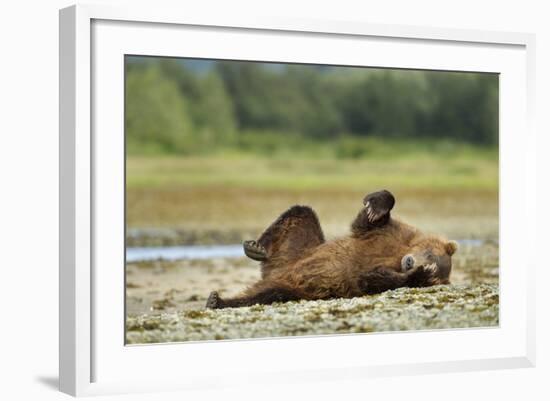 Brown Bear, Katmai National Park, Alaska-Paul Souders-Framed Photographic Print