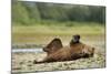 Brown Bear, Katmai National Park, Alaska-Paul Souders-Mounted Photographic Print