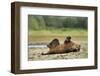 Brown Bear, Katmai National Park, Alaska-Paul Souders-Framed Photographic Print