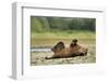 Brown Bear, Katmai National Park, Alaska-Paul Souders-Framed Photographic Print