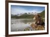 Brown Bear, Katmai National Park, Alaska-Paul Souders-Framed Photographic Print