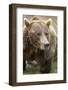 Brown Bear, Katmai National Park, Alaska-Paul Souders-Framed Photographic Print