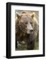 Brown Bear, Katmai National Park, Alaska-Paul Souders-Framed Photographic Print