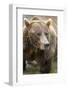 Brown Bear, Katmai National Park, Alaska-Paul Souders-Framed Photographic Print