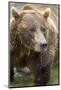 Brown Bear, Katmai National Park, Alaska-Paul Souders-Mounted Photographic Print