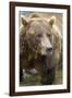 Brown Bear, Katmai National Park, Alaska-Paul Souders-Framed Photographic Print