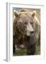 Brown Bear, Katmai National Park, Alaska-Paul Souders-Framed Photographic Print