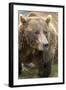 Brown Bear, Katmai National Park, Alaska-Paul Souders-Framed Photographic Print