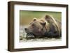 Brown Bear, Katmai National Park, Alaska-Paul Souders-Framed Photographic Print