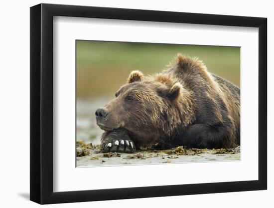 Brown Bear, Katmai National Park, Alaska-Paul Souders-Framed Photographic Print