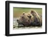 Brown Bear, Katmai National Park, Alaska-Paul Souders-Framed Photographic Print