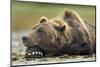 Brown Bear, Katmai National Park, Alaska-Paul Souders-Mounted Photographic Print