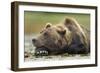 Brown Bear, Katmai National Park, Alaska-Paul Souders-Framed Photographic Print