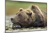 Brown Bear, Katmai National Park, Alaska-Paul Souders-Mounted Photographic Print