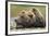 Brown Bear, Katmai National Park, Alaska-Paul Souders-Framed Photographic Print