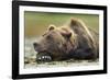 Brown Bear, Katmai National Park, Alaska-Paul Souders-Framed Photographic Print