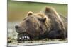 Brown Bear, Katmai National Park, Alaska-Paul Souders-Mounted Photographic Print