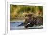 Brown Bear, Katmai National Park, Alaska-Paul Souders-Framed Photographic Print