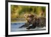 Brown Bear, Katmai National Park, Alaska-Paul Souders-Framed Photographic Print