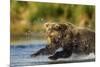 Brown Bear, Katmai National Park, Alaska-Paul Souders-Mounted Photographic Print