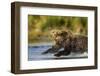 Brown Bear, Katmai National Park, Alaska-Paul Souders-Framed Photographic Print