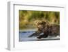 Brown Bear, Katmai National Park, Alaska-Paul Souders-Framed Photographic Print