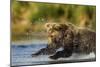 Brown Bear, Katmai National Park, Alaska-Paul Souders-Mounted Photographic Print