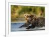 Brown Bear, Katmai National Park, Alaska-Paul Souders-Framed Photographic Print