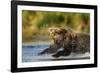 Brown Bear, Katmai National Park, Alaska-Paul Souders-Framed Photographic Print