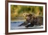 Brown Bear, Katmai National Park, Alaska-Paul Souders-Framed Photographic Print