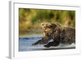 Brown Bear, Katmai National Park, Alaska-Paul Souders-Framed Photographic Print