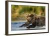 Brown Bear, Katmai National Park, Alaska-Paul Souders-Framed Photographic Print