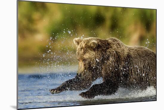 Brown Bear, Katmai National Park, Alaska-Paul Souders-Mounted Photographic Print